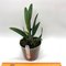 Cattleya Len Zieff