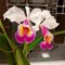 Cattleya Maggie Raphael ( C dowiana x C trianae semialba)