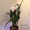 -  Cattleya labiata x Cattleya rex