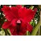 Rhyncholaeliocattleya Chia Lin 'Bao Ching Tian' 包青天 (Rlc. Oconee × Rlc. Maitland)