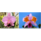 Cattleya percivaliana x sib ('Summit' x pelorica 'Hercules')