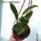 .Laelia anсeps