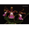 Cattleya  schilleriana (BR x Guarapari-coerulea)