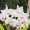 Laelia purpurata var. Canhanduba