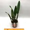 Cattleya lueddemanniana fma coerulea x sib