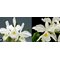 Cattleya warscewiczii .