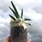 Angraecum Kruger  Stars (leonis x eguitens)