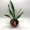 Cattleya maxima coerulea x Laelia anceps coerulea