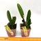 Hadrolaelia  (Laelia) Pumila Amoena (Delicata AWZ x Amoena)
