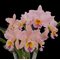 Rlc. Gorge King 'Serendibity'