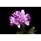 Cattleya intermedia var. Flammea.