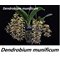Дендробиум (Dendrobium munificum)(1136)