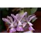 C. Memoria Hiromi Nishii