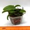 Laelia alaori var. Alba .