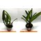 Cattleya percivaliana karen graff x summit