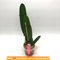 Cattleya Ballentineana (Cattleya trianae coerulea x Cattleya warscewiczii coerulea)