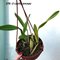 .Laelia anсeps