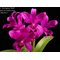 Gur.(C.) bowringiana Dark x sib (Dark Katayama x Kosabe)