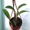 Lelia anceps ´Alba´ x Cattleya walkeriana alba .