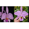 Cattley Mossiae tipo Nativa x tipo Venezuela