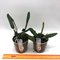 Cattleya Memoria Marina Camilo (C. luteola x C. alaorii)
