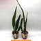 Laelia purpurata ( aço x werkauserii )(S6986)