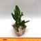 Dendrobium normanbyense