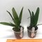 Cattleya gaskeliana coerulea x sib .