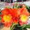 Rlc. Star of Siam