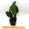 Rlc. Spanish Eyes