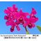 Gur.(C.) bowringiana Dark x sib (Dark Katayama x Kosabe)