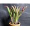Pleurothallis fabiobarrosii