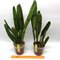 Laelia purpurata (flamea x flamea “Cotia”)(S10064) NBS