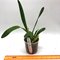 Cattleychea Pink Marie (C. purpurata schusteriana x Ech. mariae)