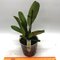 Laelia purpurata var. sanguinea × sib
