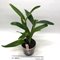 Cattleya mossiae x laelia harpophylla