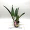 Cattleya warscewiczii x Brassavola dygbiana