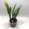 Cattleya quadricolor