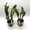 Cattleya Medelissima (luedemanniana tipo  x mendelii splash) long lasting and fragrant