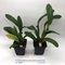 Cattleya Rungnapha Fancy Warm Welcome