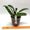 Cattleya lueddemanniana flamea KS