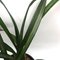Цимбидиум (Cymbidium sinense Yang Ming Jin 陽明錦)(1130)