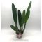 LC CG Roebling ´Beach View´ (Cgaskelliana x Laelia purpurata) coerulea