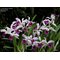 Laelia purpurata var. Flammea