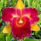 Blc. Nobile s Tropical Sunset Kinriu