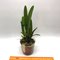 Cattleya warscewiczii coerulea x sib