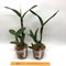 Cattleya Monte Elegante 新埔嘉德麗雅蘭