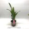 Cattleya Hardyana lidhtip natural