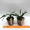 graecum  vigueri