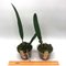Cattleychea Pink Marie (Laelia purpurata alba x Prosthechea mariae)